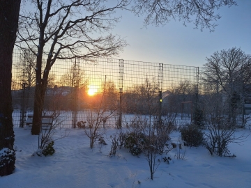 Löwenzahn