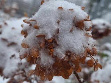 Wiesengruppe