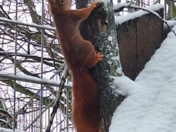 Besucher